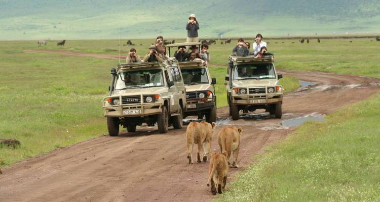 Ngorongoro crater lions are so amazing