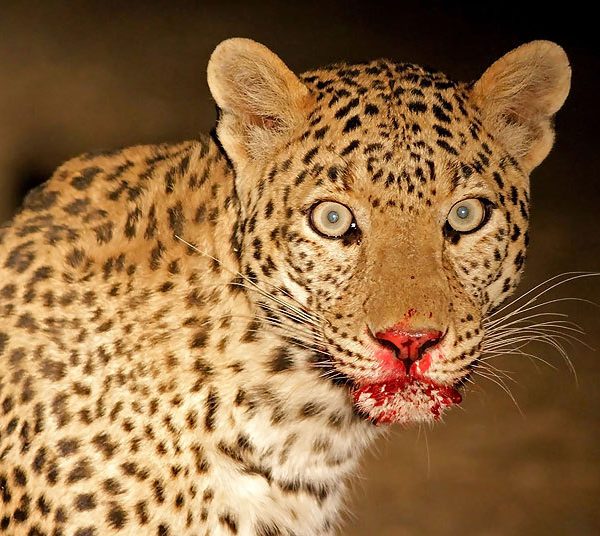 Lepard having dinner in the Serengeti plain