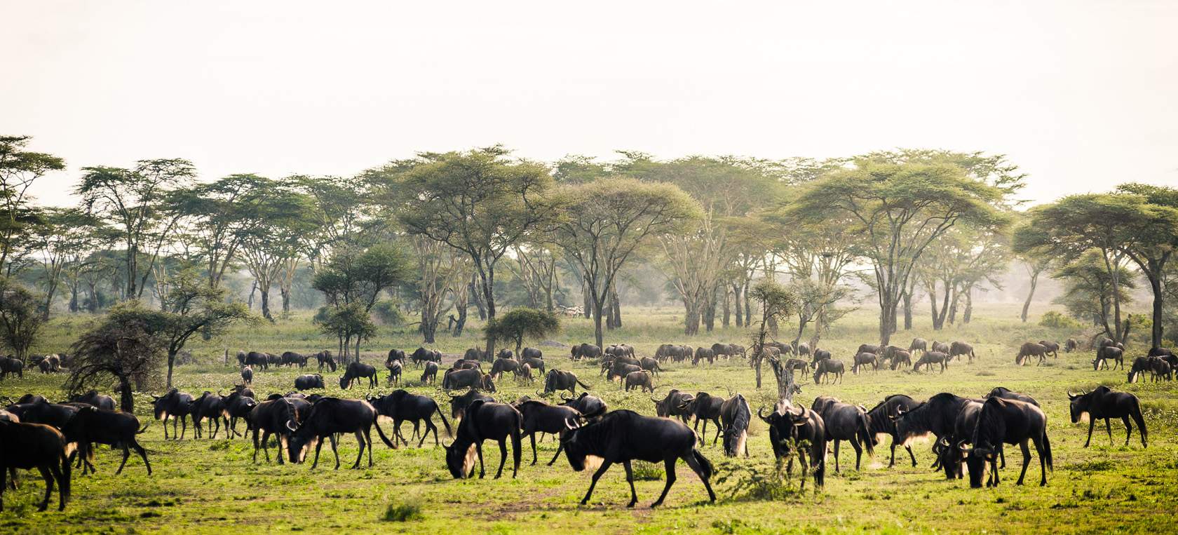 Serengeti Great migration tour with east safaris