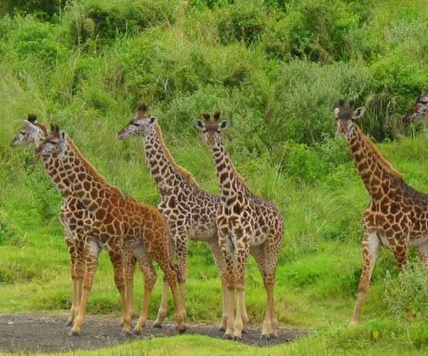 Arusha national park day trip