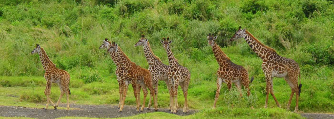 Arusha National Park Day Trip | Tanzania Safaris | East Safaris Tours