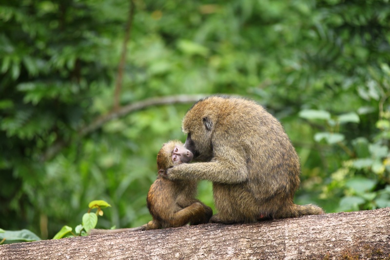 monkey arusha national park