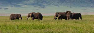 Tanzania adventure safaris