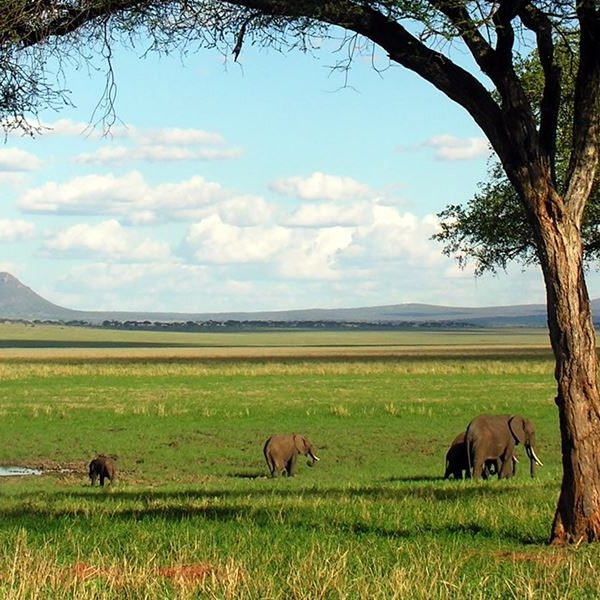 tarangire-Elephants-in-Tarangire-National-Park-Tanzania