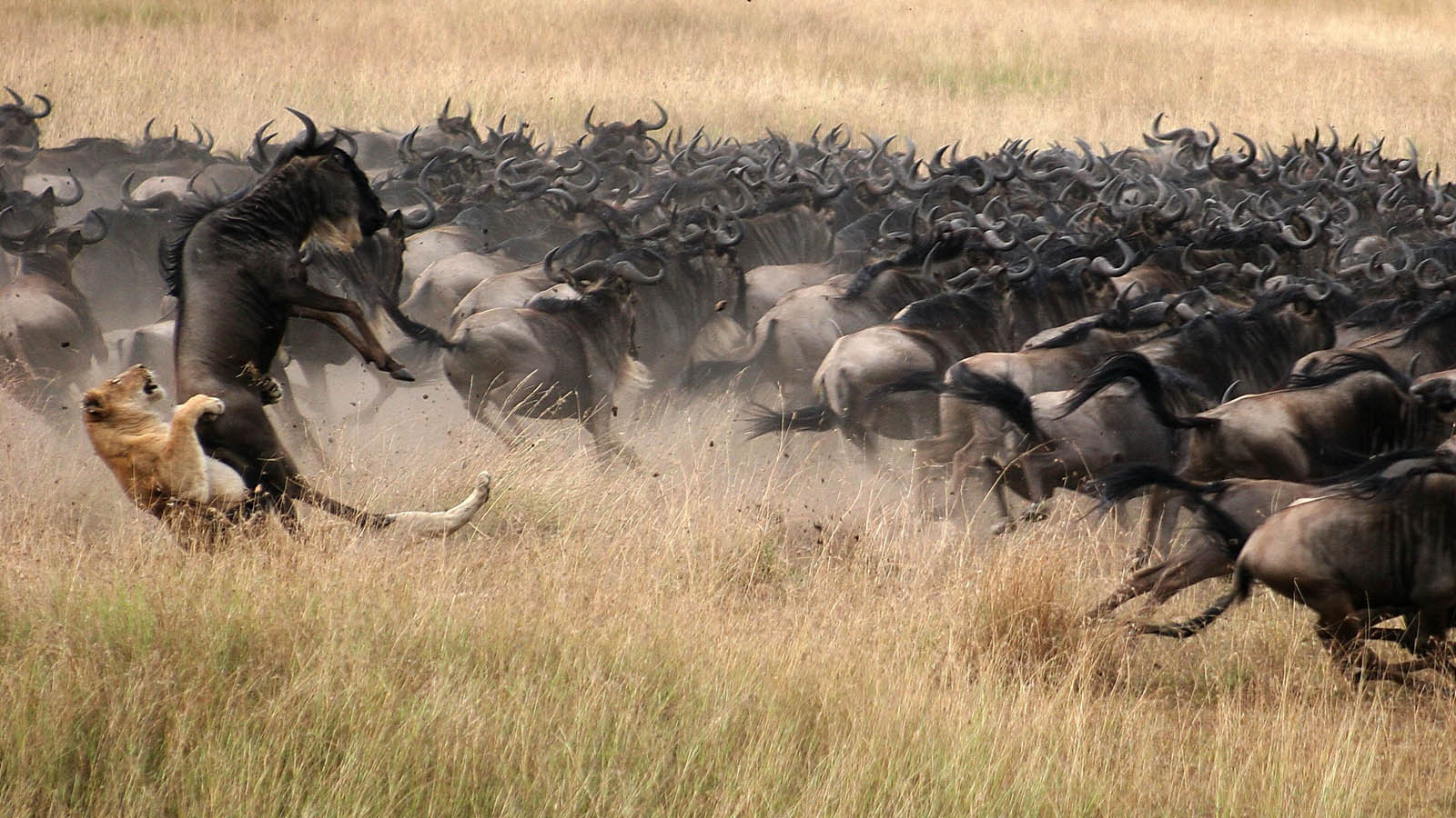 the-great-wildebeest-migration-lions