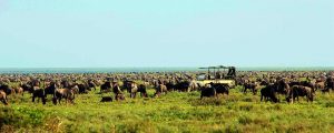 the great wildebeest migration - serengeti ndutu