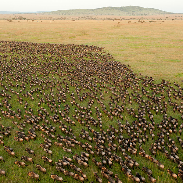 follow the great wildebeest migration