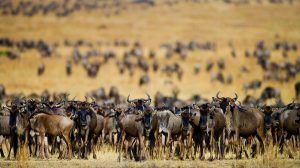 serengeti migration