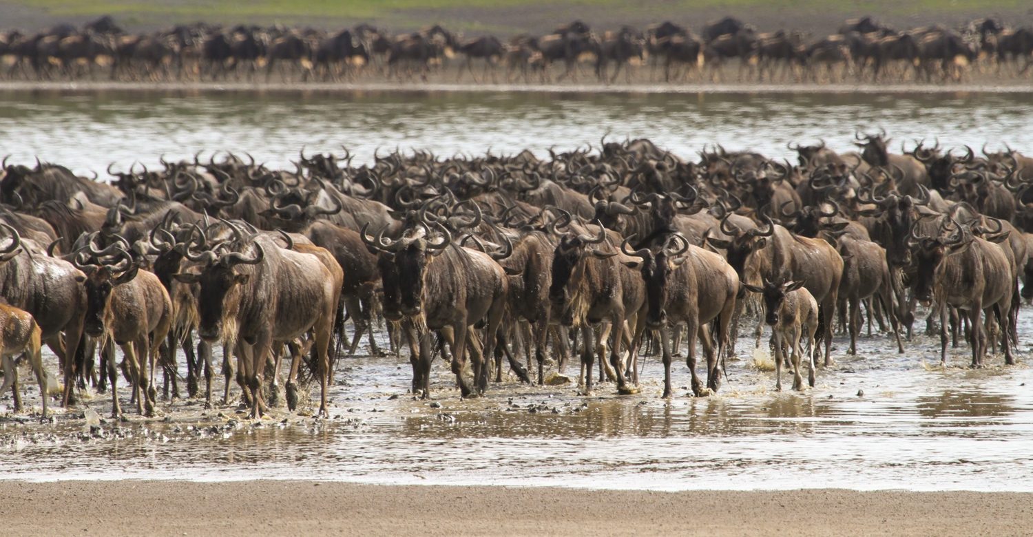 serengeti great migration mara river