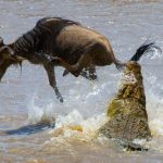 Grumet river serengeti - wildebeest-avoids-an-attack-from-a-crocodile