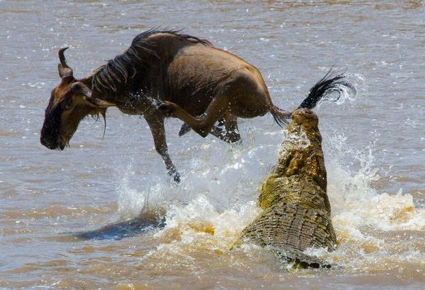 Grumet river serengeti - wildebeest-avoids-an-attack-from-a-crocodile