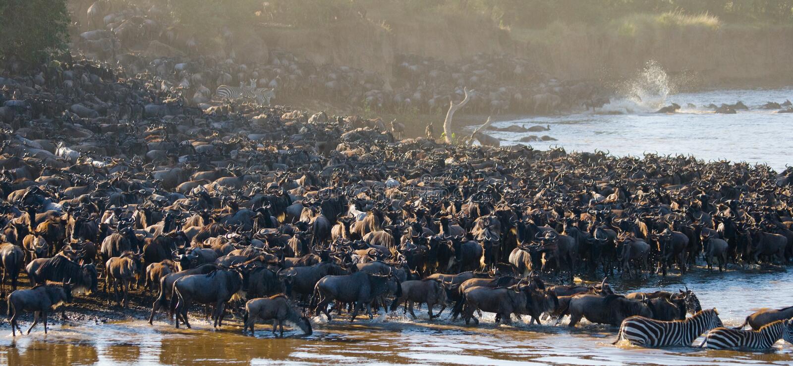 big herd wildebeest mara river
